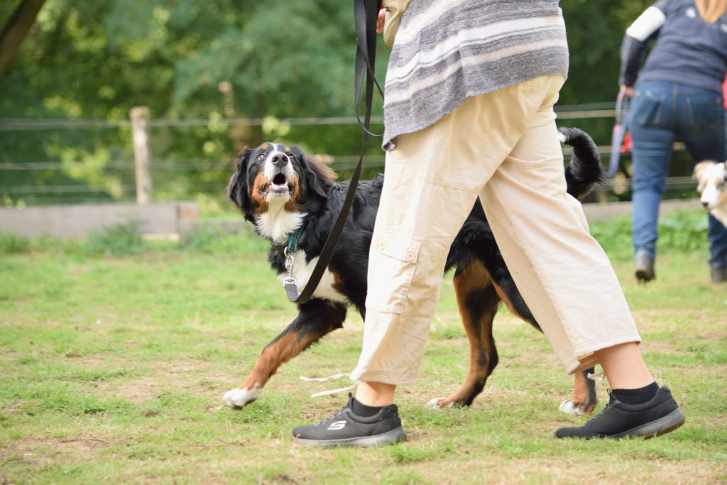 Hond training