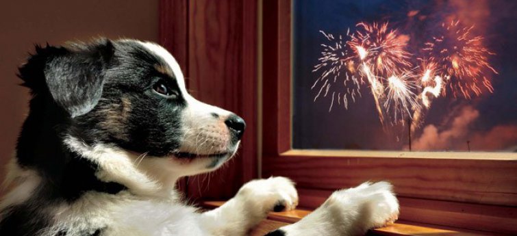 hond vuurwerk bang