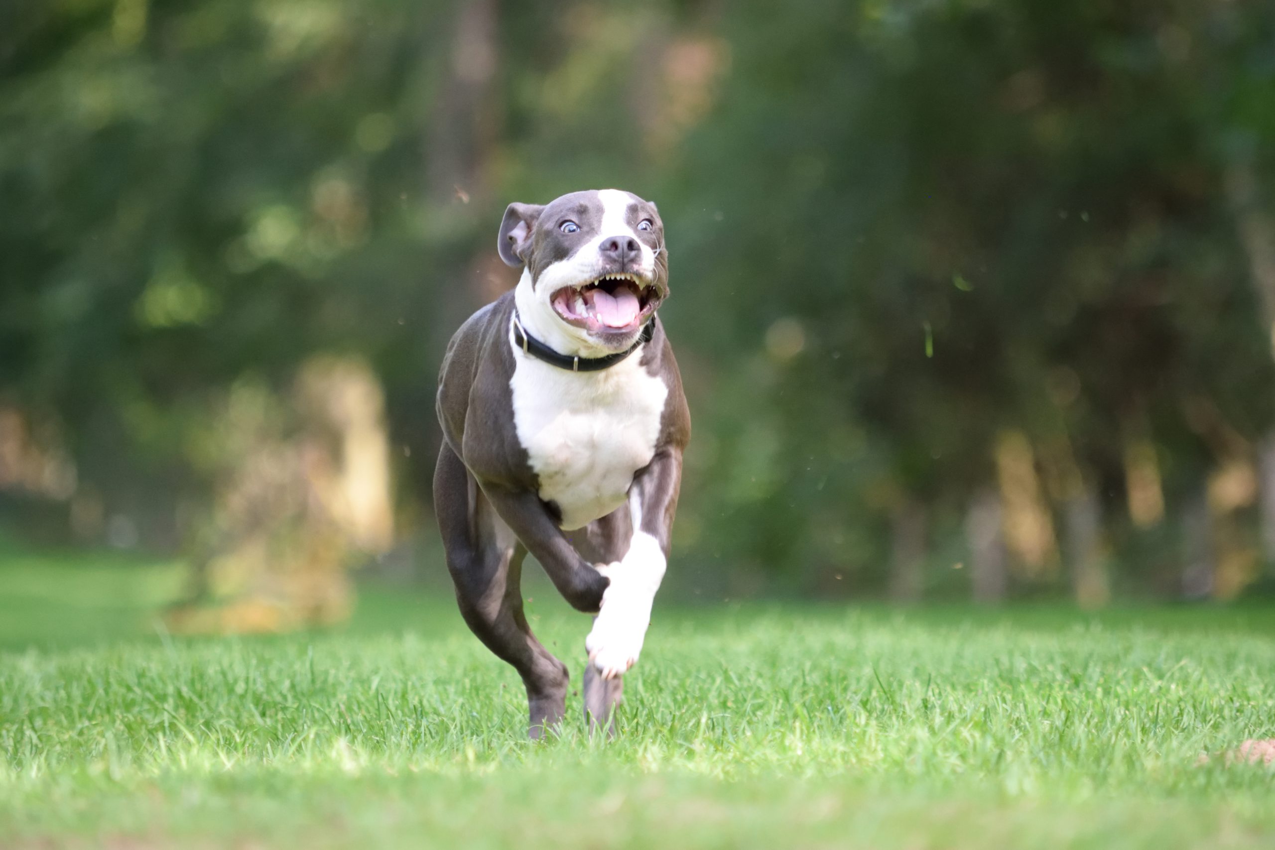 Hond werkt aan lichaamsbewustzijn tijdens een les balans en coördinatie