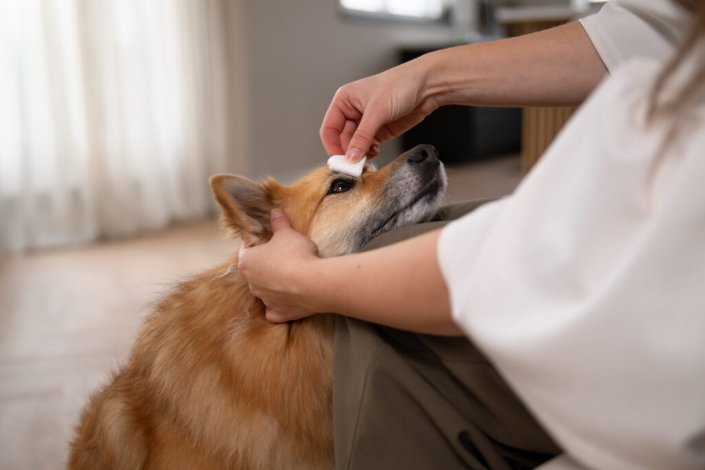 Het ooggebied van de hond wordt schoongemaakt met een wattenschijfje, terwijl hij rustig omhoog blijft kijken