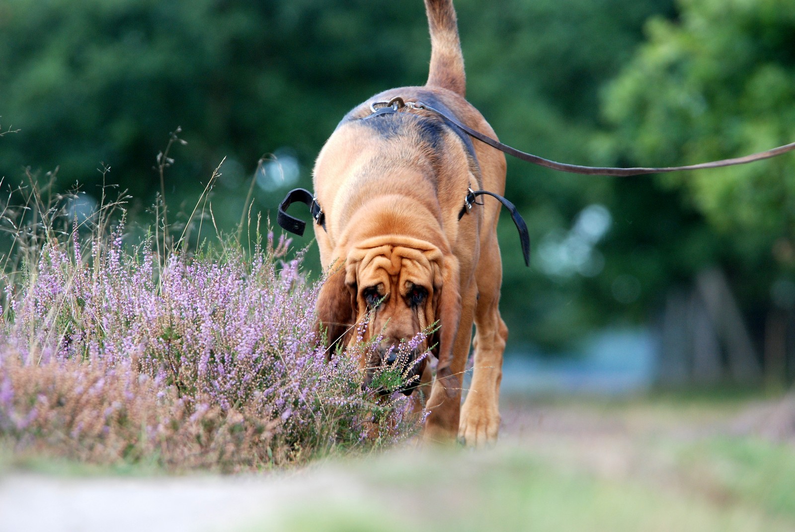 Bloedhond met de neus op de grond volgt aan een lange lijn een geurspoor door de heide